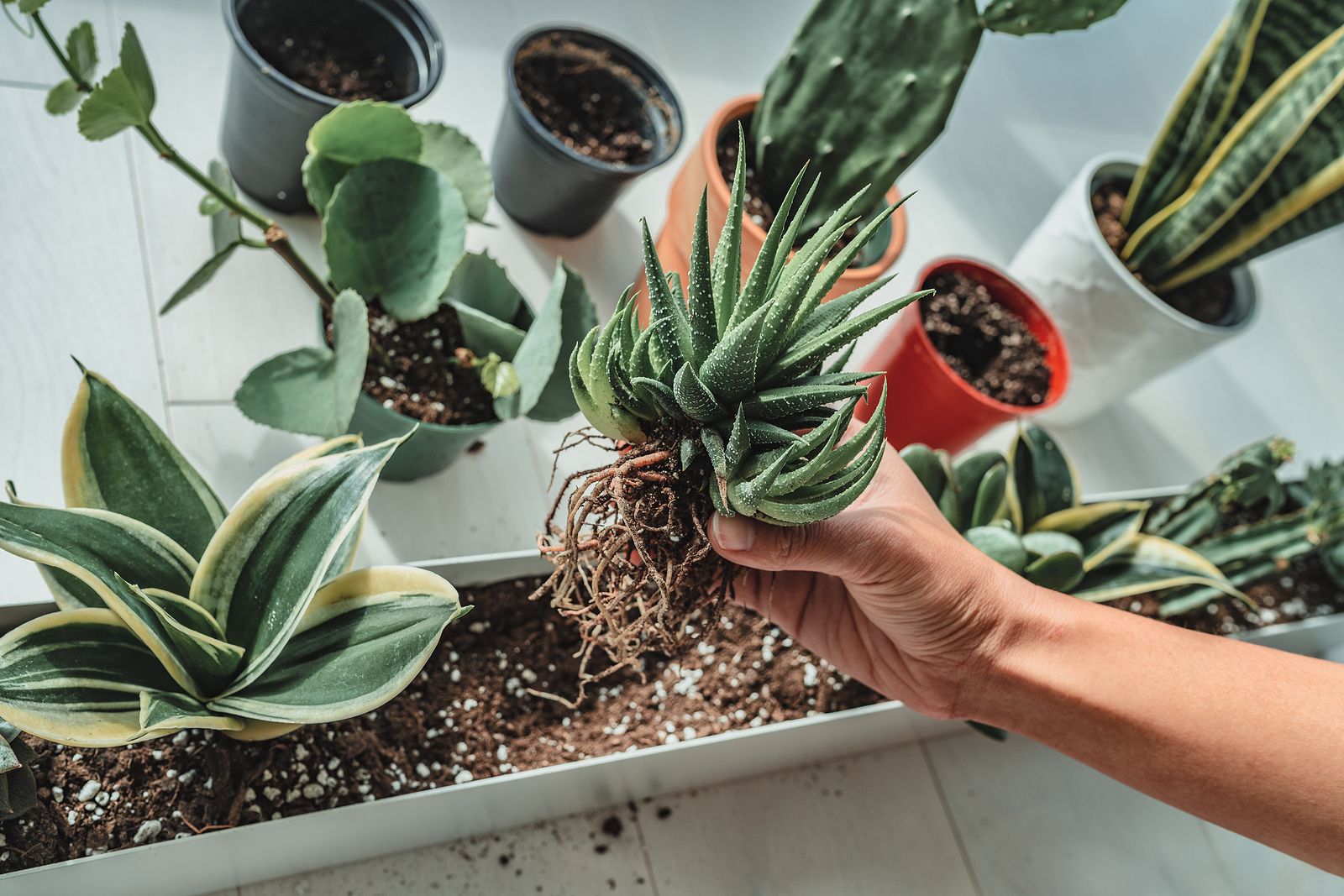 Cómo trasplantar o cambiar de maceta sin dañar nuestras plantas