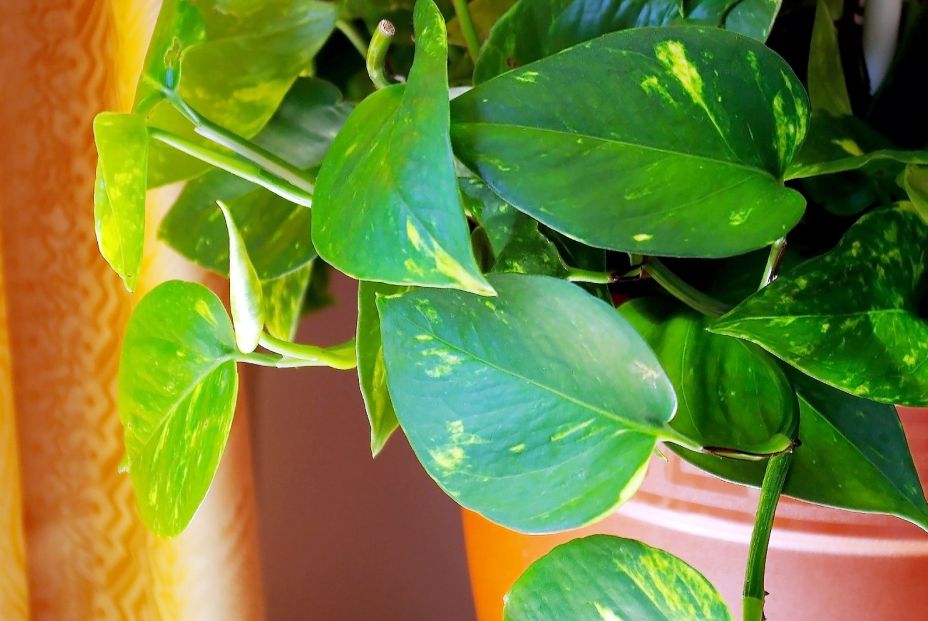 bigstock Plant Epipremnum Aureum Commo 258394510