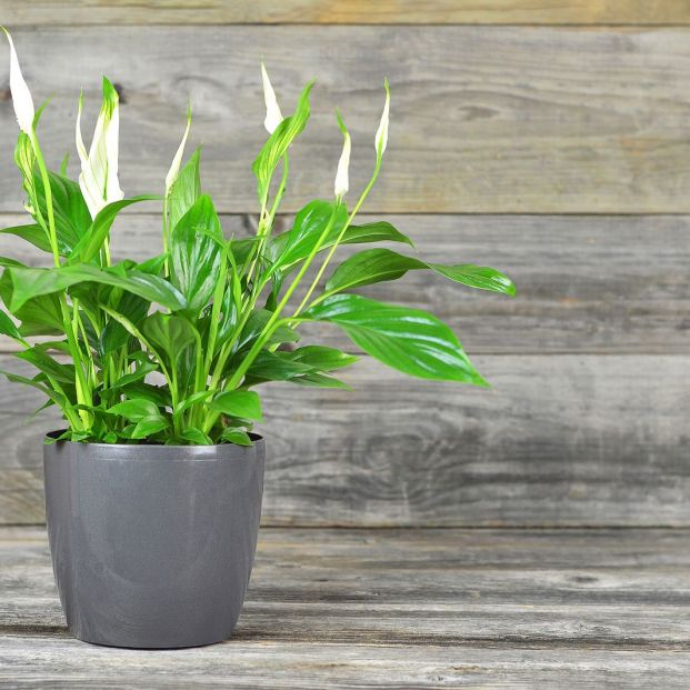Espatifilo o flor de La Paz es una planta conocida por purificar el aire en espacios cerrados (Foto: bigstock)