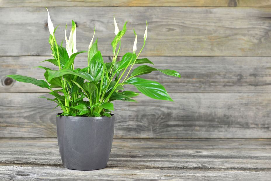 Espatifilo bigstock Peace Lily Flower In Flower Po 364425013