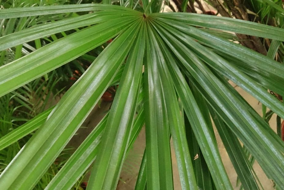 Broadleaf Lady Palm (Rhapis excelsa) Creative