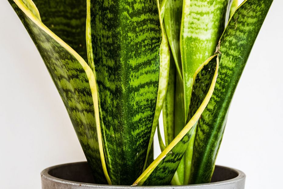 Sansevierias bigstock Close up On The Beautifully Pa 363468379