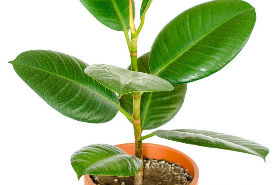 bigstock Ficus In Pot Isolated On A Whi 338139751