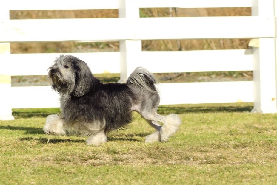 Estas son las razas de perro más caras de 2020. Foto bigstock 