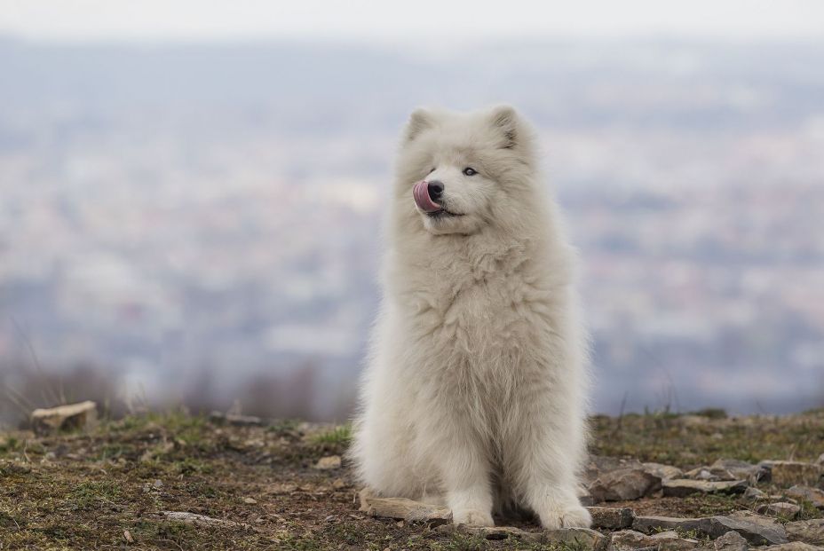 Estas son las razas de perro más caras de 2020. Foto bigstock 