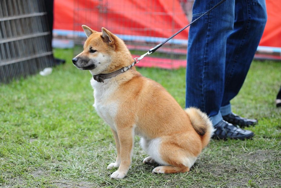 Estas son las razas de perro más caras de 2020. Foto bigstock