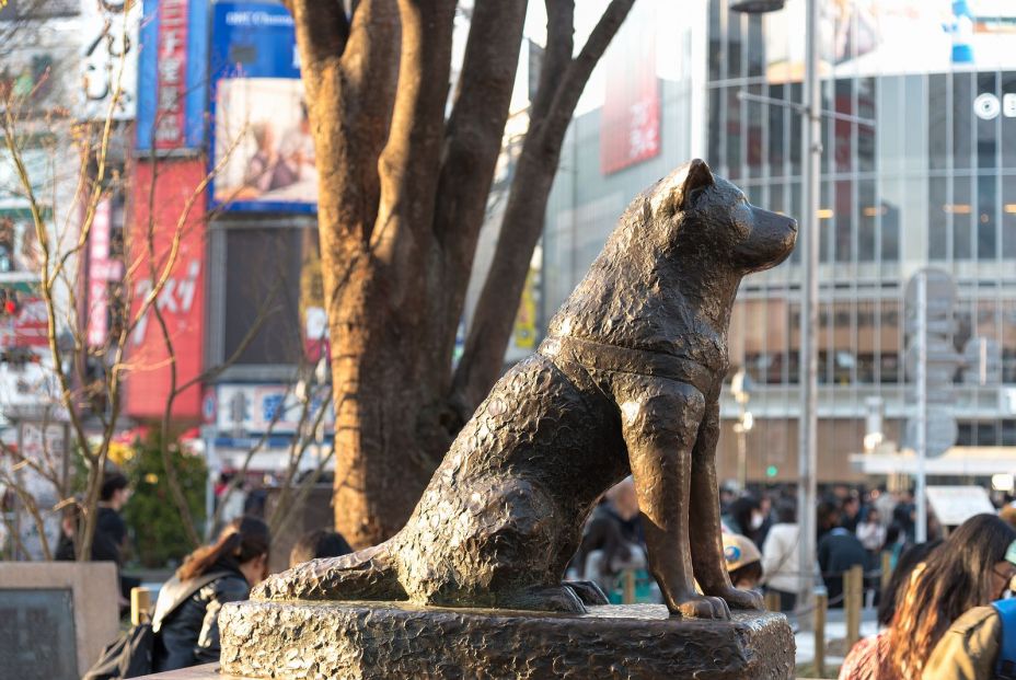 Estas son las razas de perro más caras de 2020. Foto bigstock 