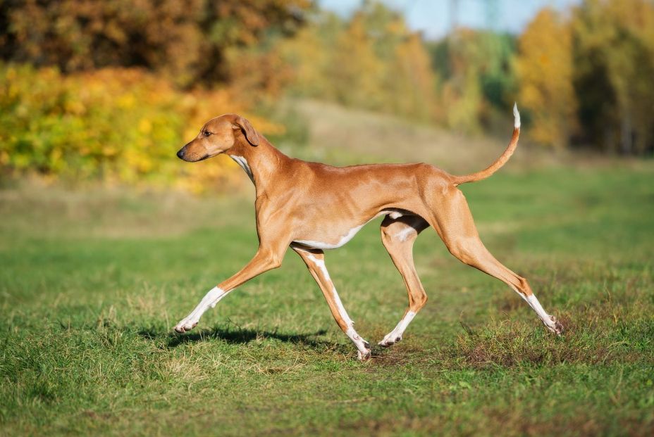 Estas son las razas de perro más caras de 2020. Foto bigstock