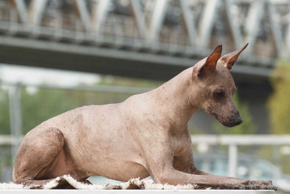 Estas son las razas de perro más caras de 2020. foto bigstock