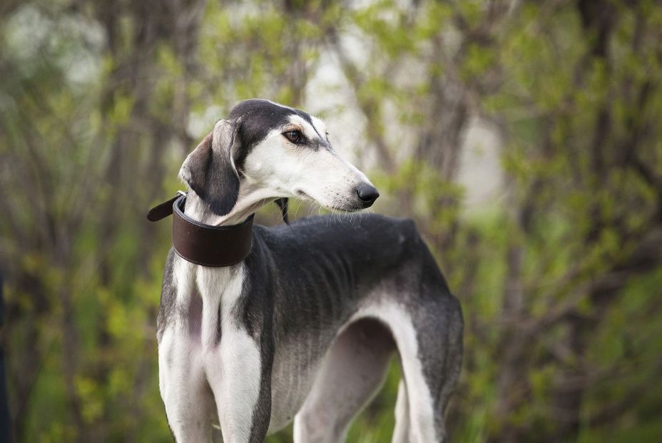 Estas son las razas de perro más caras de 2020. Foto bigstock