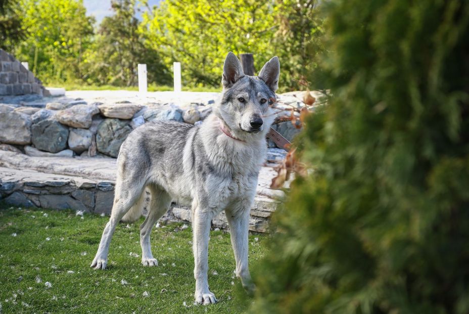 Estas son las razas de perro más caras de 2020. Foto bigstock