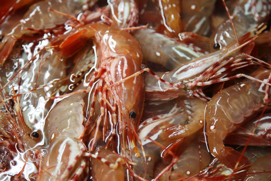 bigstock Life Shrimp Live Prawns Fres 376026067