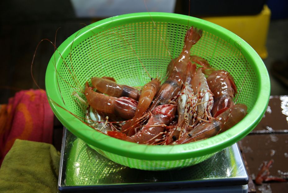 bigstock Life Shrimp Live Prawns Fres 376026076