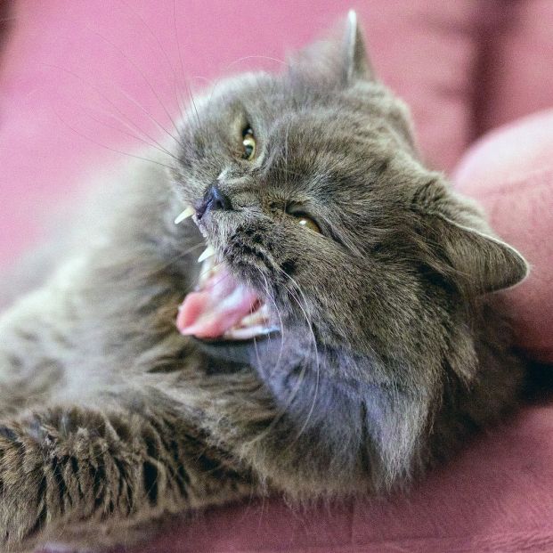 A través del lenguaje corporal un gato muestra su enfado (bigstock)