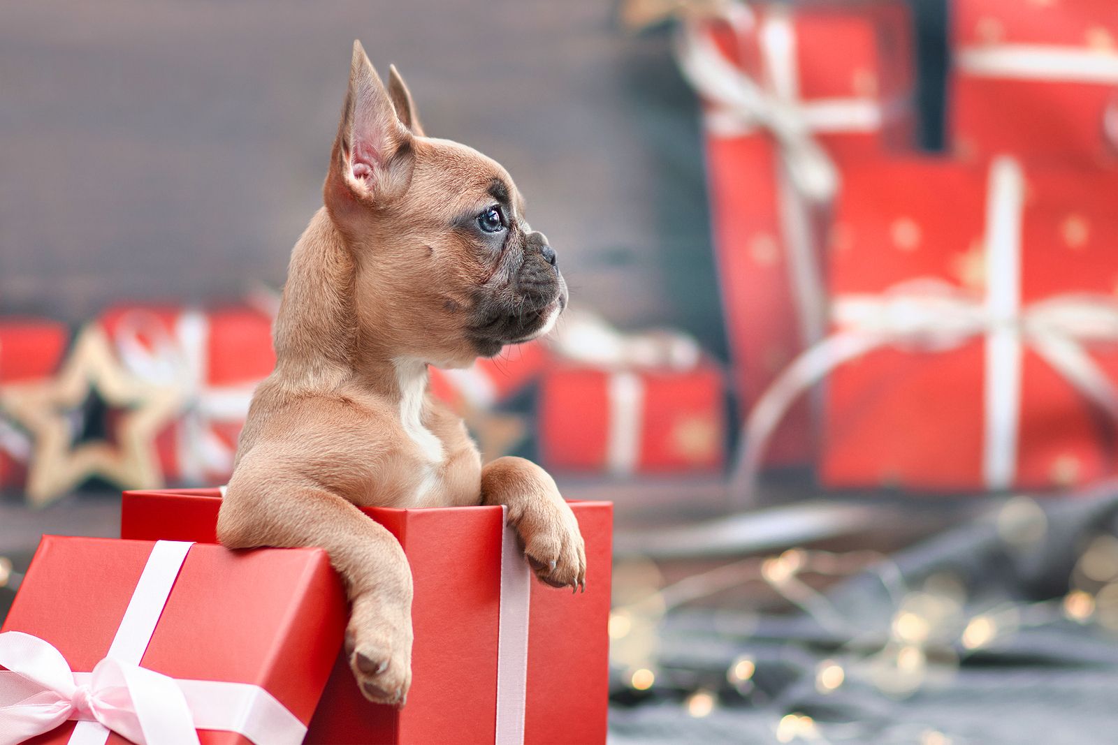 Esto es lo que debes tener en cuenta antes de regalar un perro Foto: bigstock