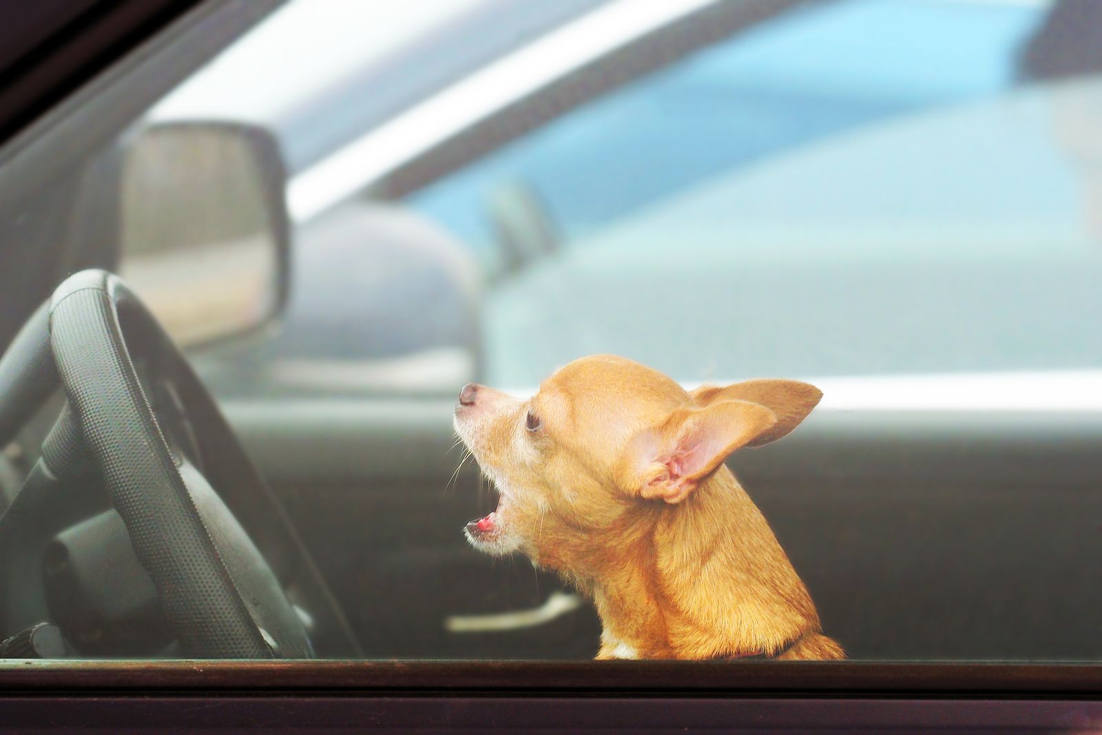 Los perros se estresan si nosotros lo estamos