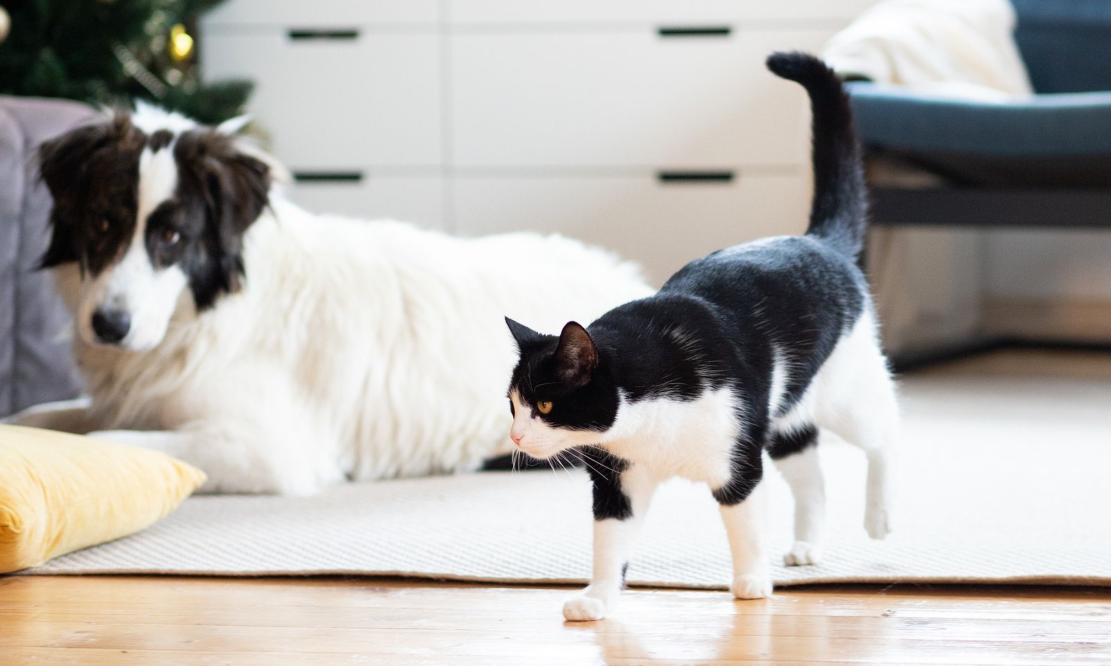 Cómo quitar el pelo de animales en la ropa y los muebles?