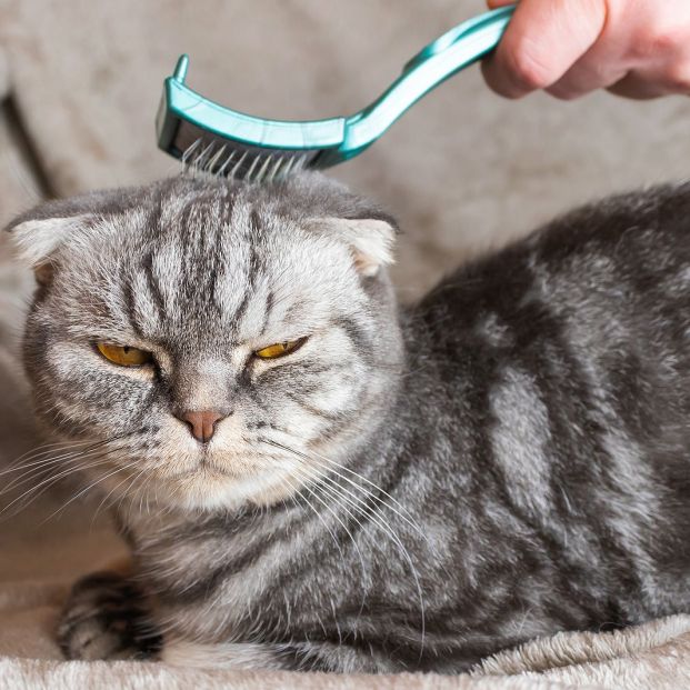 Cómprate un buen cepillo para cuidar el pelo de tu gato