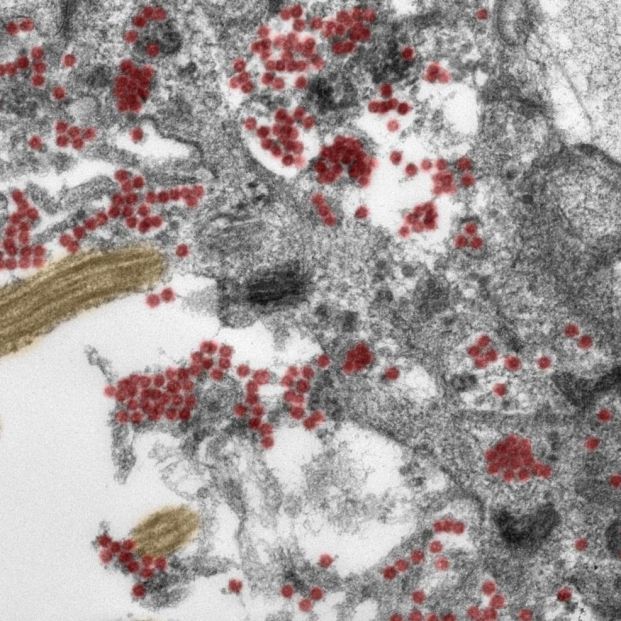 Investigadores brasileños descubren una nueva cepa del coronavirus en Río de Janeiro . Foto: Europa Press 