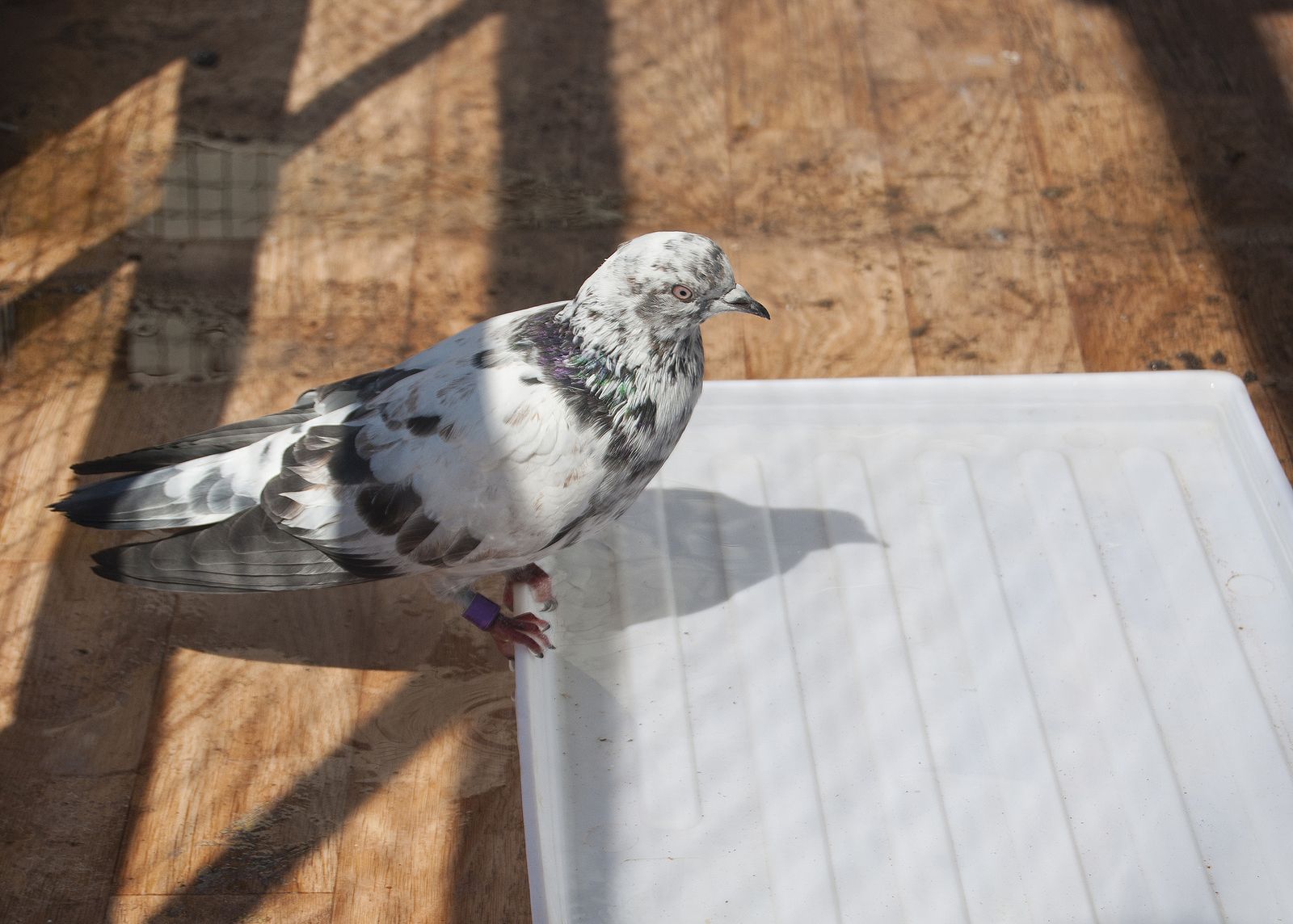Colombofobia, cuando el pánico a las palomas te bloquea (Foto Bigstock)