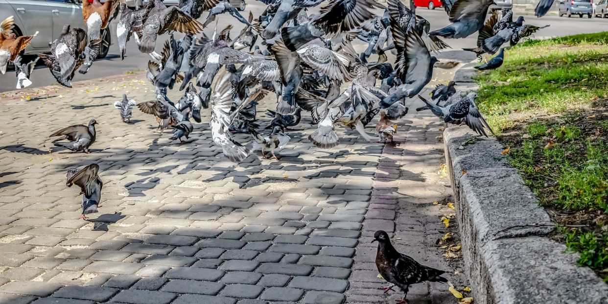 Colombofobia, cuando el pánico a las palomas te bloquea (Foto Bigstock) 2