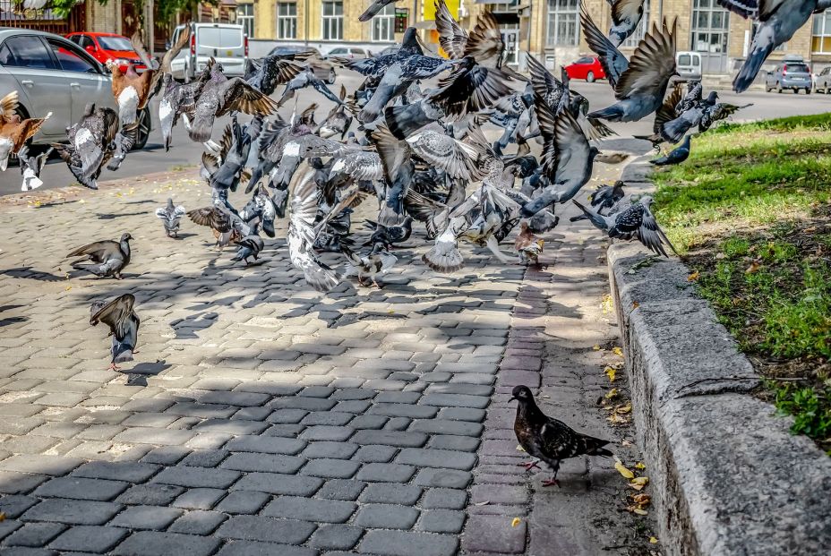 Colombofobia, cuando el pánico a las palomas te bloquea (Foto Bigstock) 2 Colombofobia, cuando el pánico a las palomas te bloquea (Foto Bigstock) 2