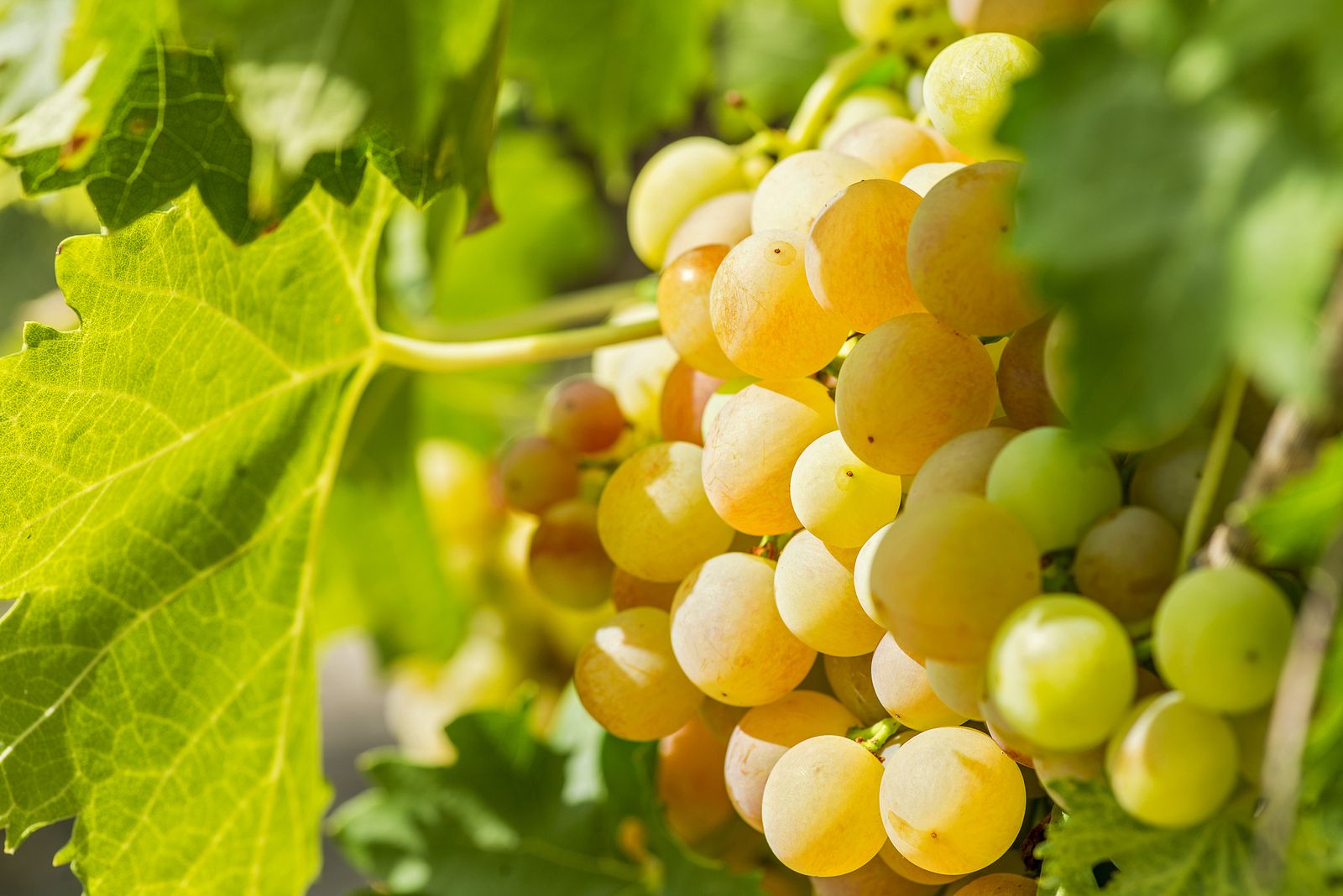 Las mejores uvas del supermercado