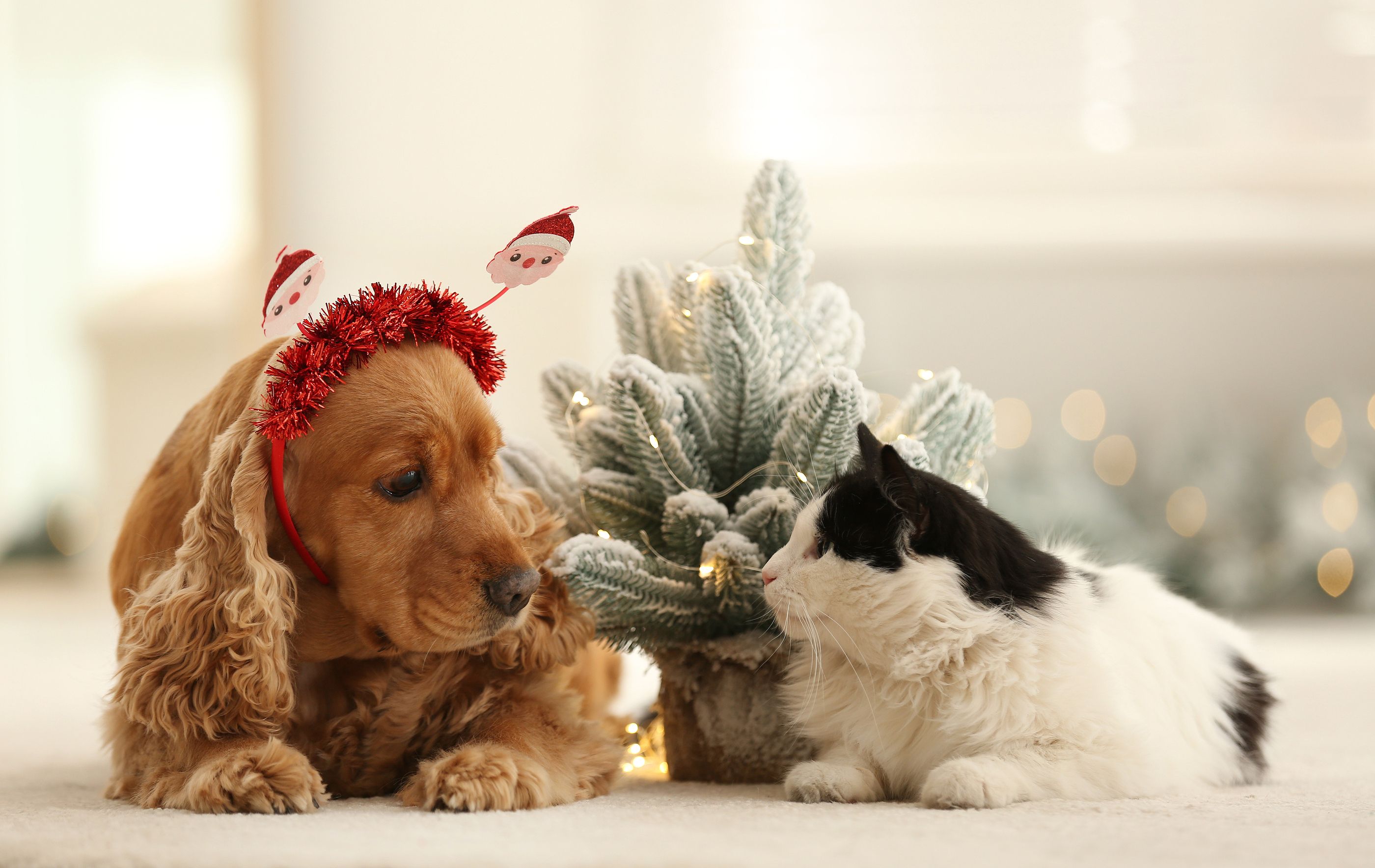 Los mejores regalos para tus mascotas que puedes comprar en el supermercado