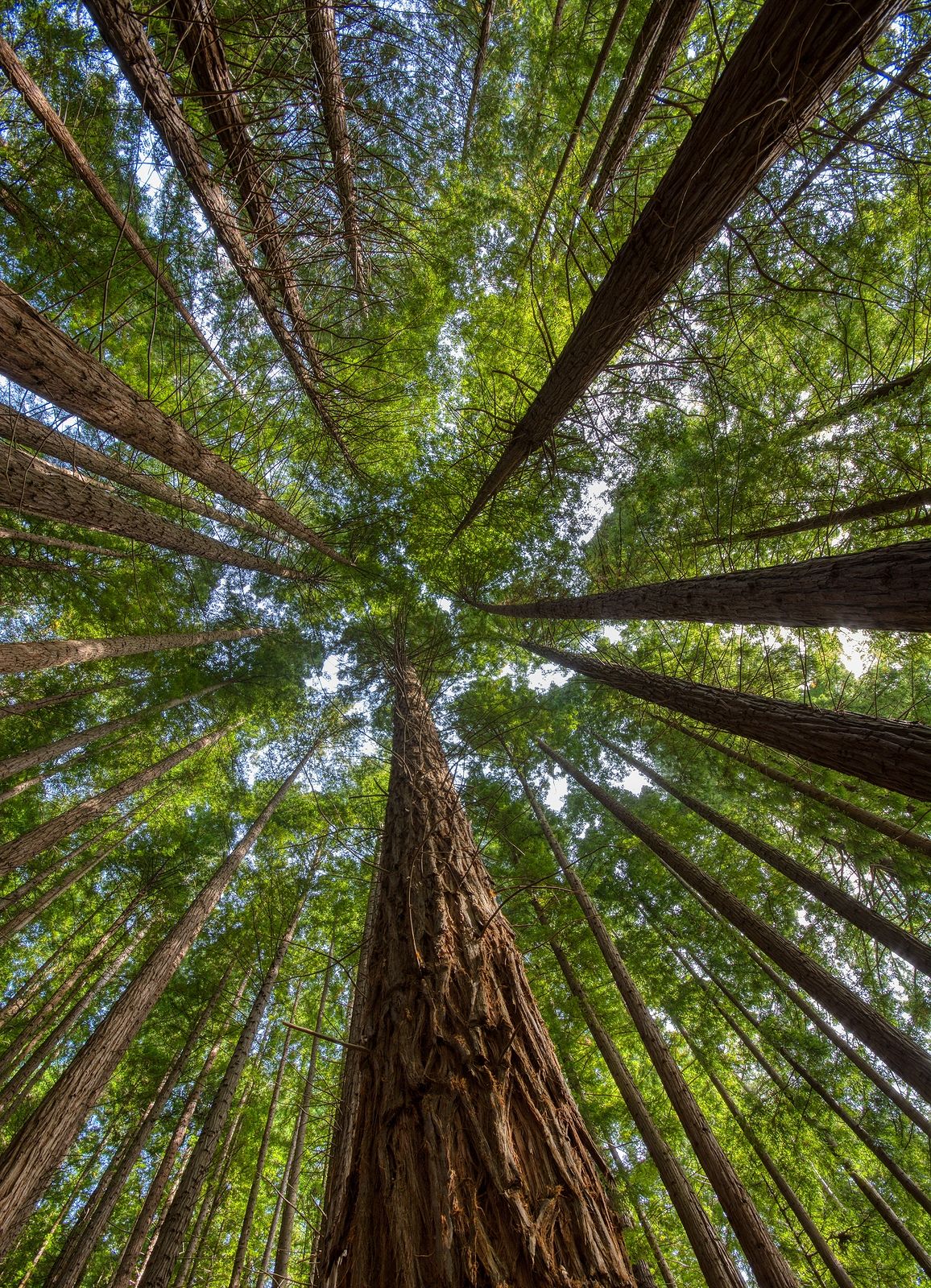 Descubre los espectaculares bosques de Cantabria