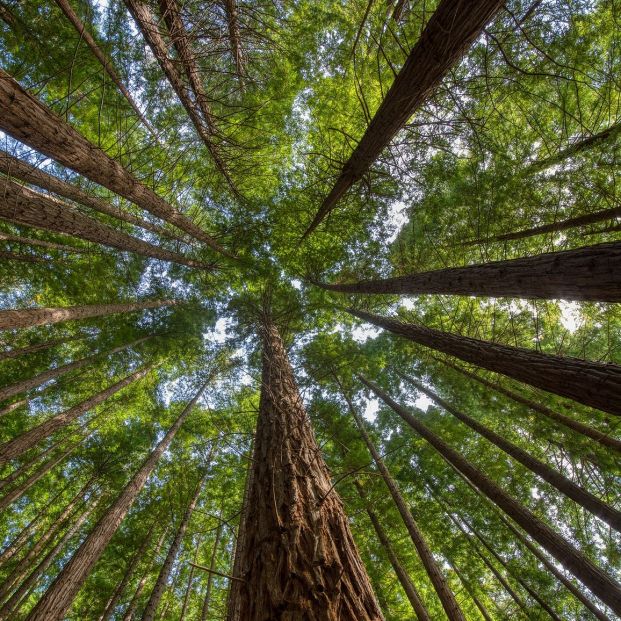 Descubre los espectaculares bosques de Cantabria