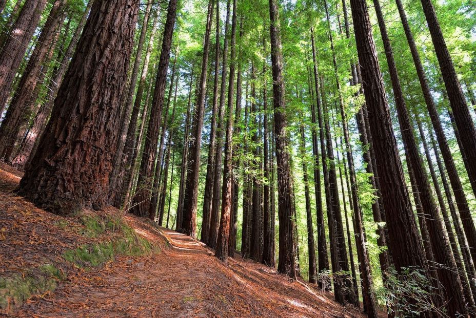 bigstock Sequoias In Cabezon De La Sal  263119408