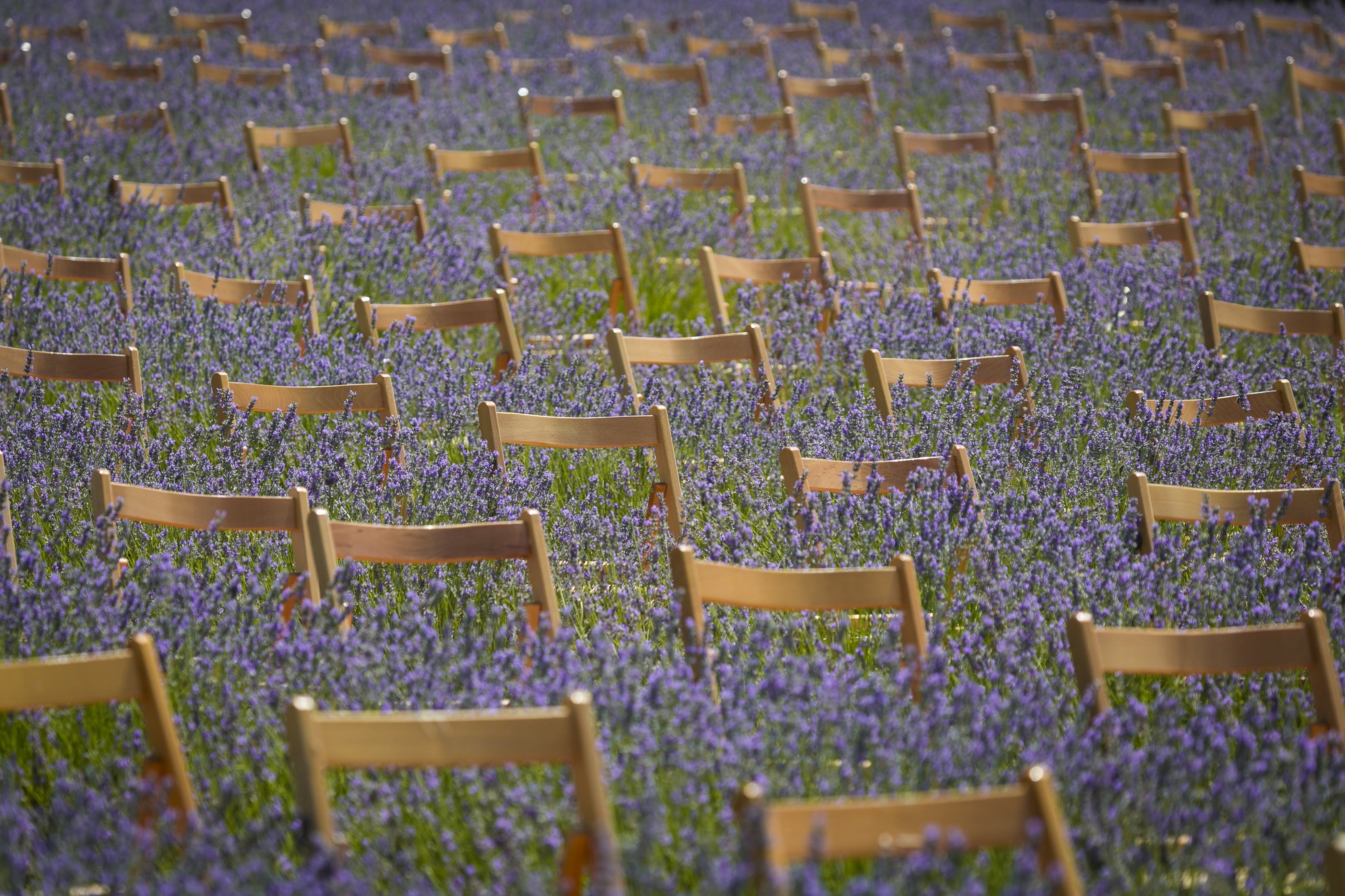 Campos morados de Brihuega acogerán una nueva edición del Festival de la Lavanda (Festival de la Lavanda)