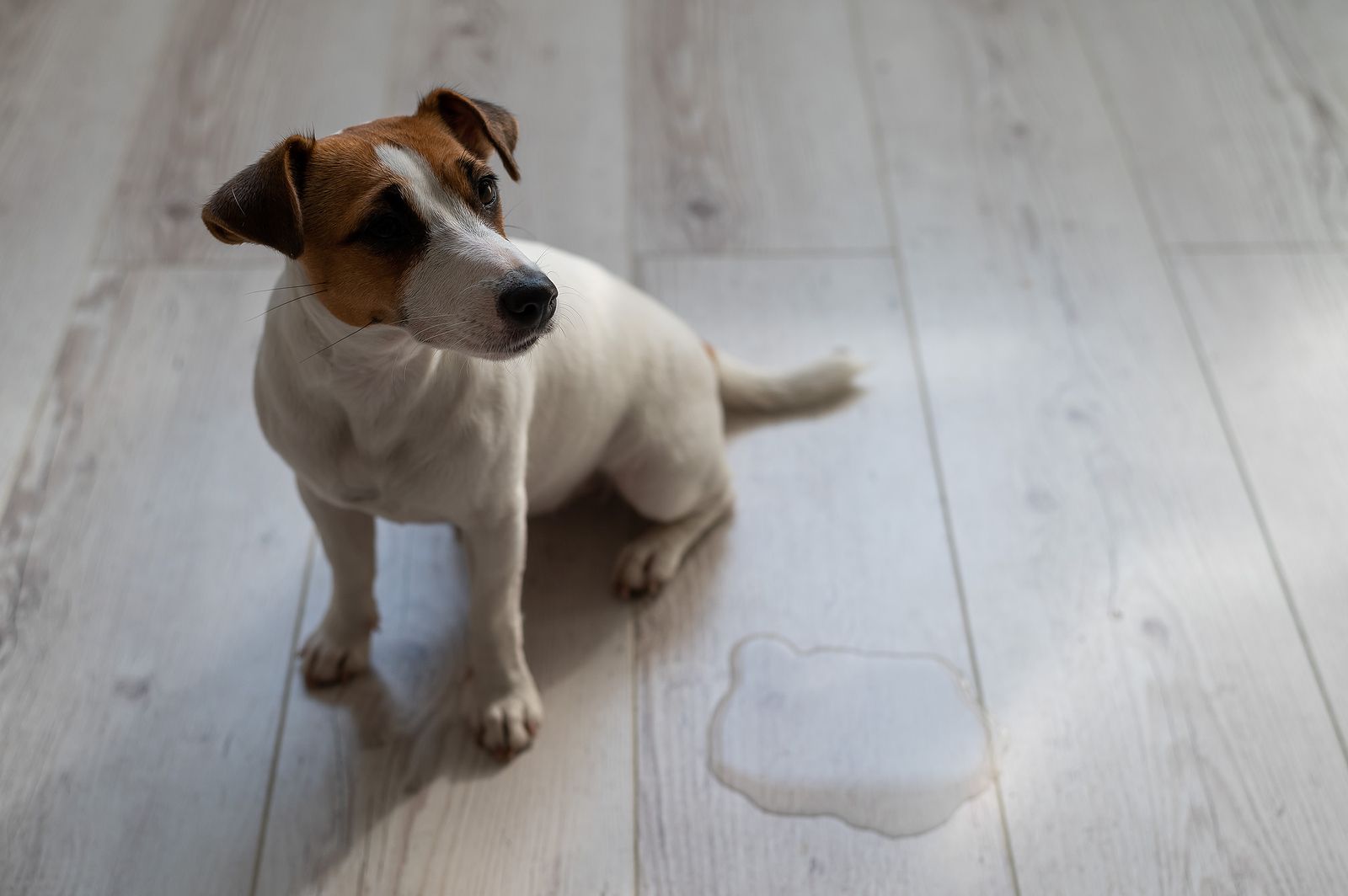 Consejos para que nuestro cachorro no se haga pis en casa Foto: bigstock