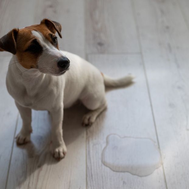 Consejos para que nuestro cachorro no se haga pis en casa Foto: bigstock