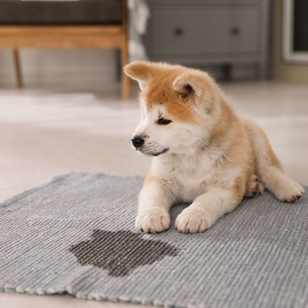 Consejos para que nuestro cachorro no se haga pis en casa Foto: bigstock