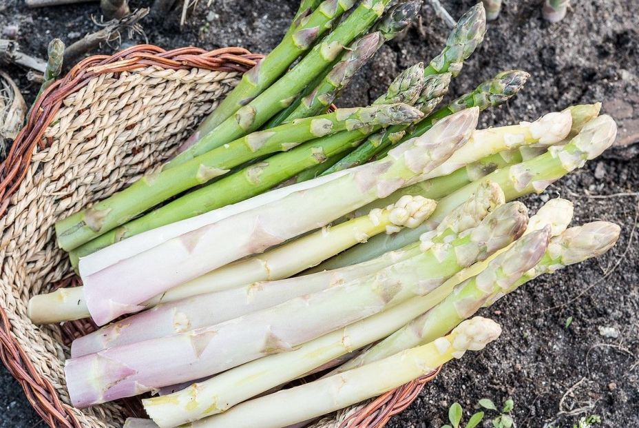 Verdes o blancos los espárragos son fuente de salud Verdes o blancos los espárragos son fuente de salud