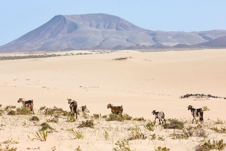 bigstock Fuerteventura Landscape Herd  395614976