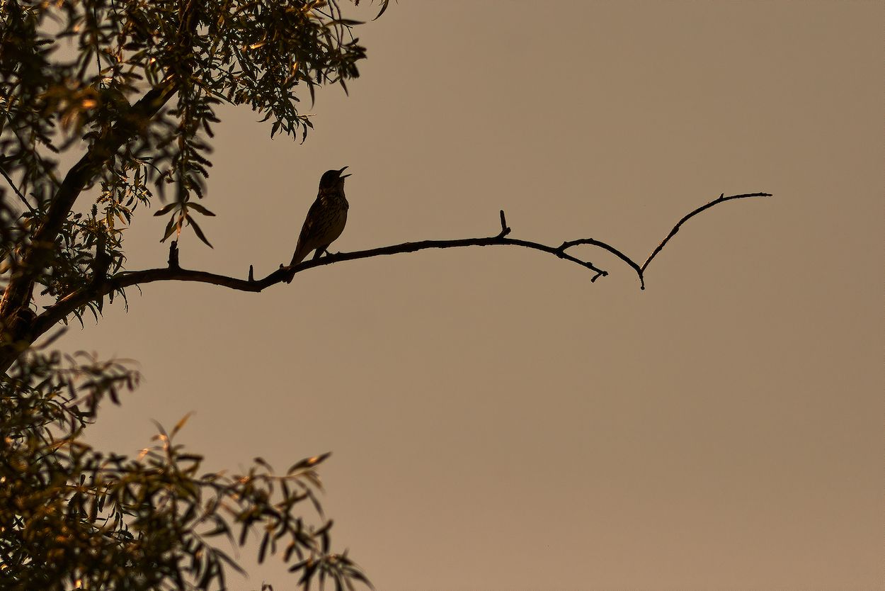 ¿Te cuesta dormir? Prueba con los sonidos de la naturaleza