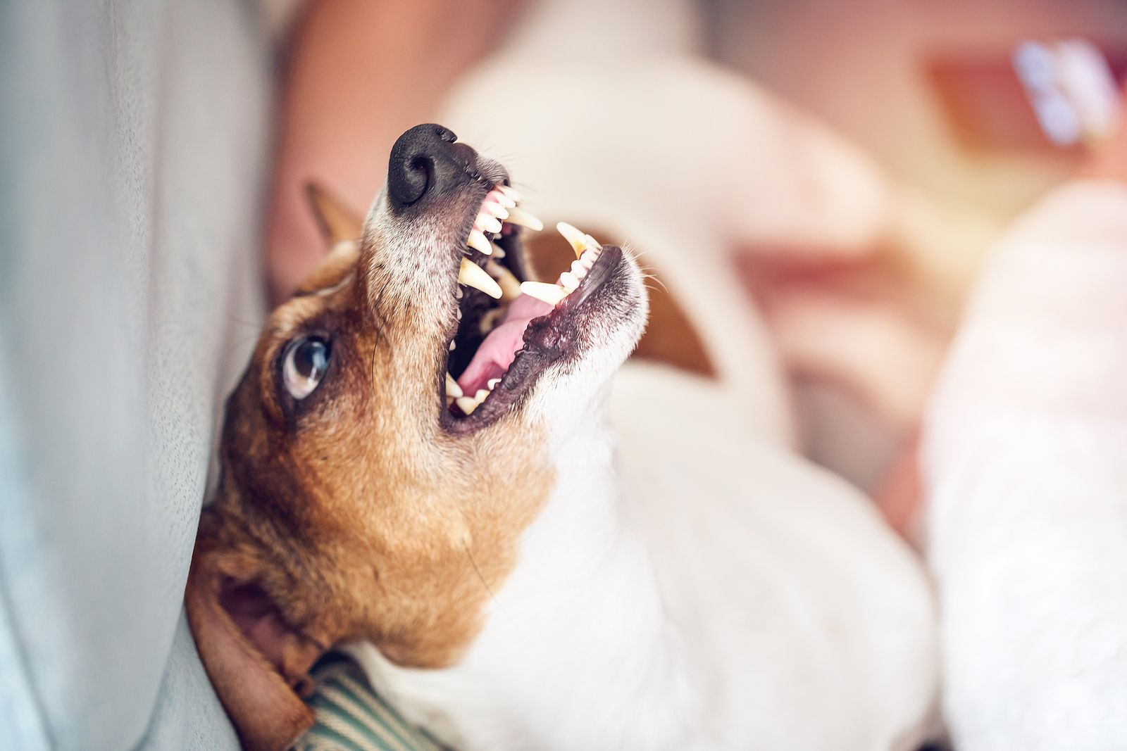 ¿Los perros pequeños son más agresivos que los grandes? (Foto Bigstock) 3