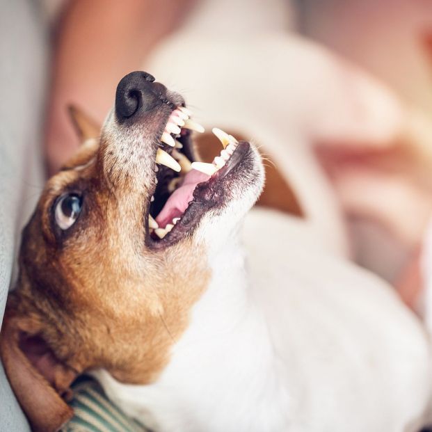 ¿Los perros pequeños son más agresivos que los grandes? (Foto Bigstock) 3