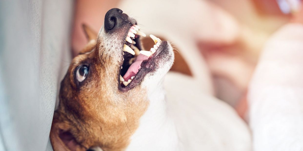 Fobia a los perros, un miedo que suele venir de la infancia (Foto Bigstock) 3