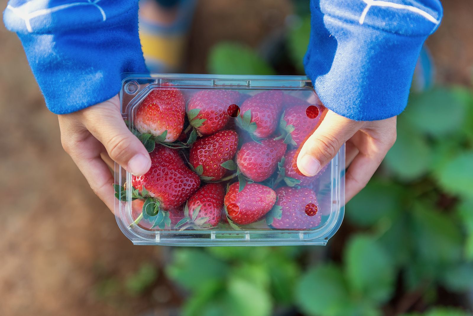 Alarga la vida de tus fresas con estos consejos Foto: bigstock