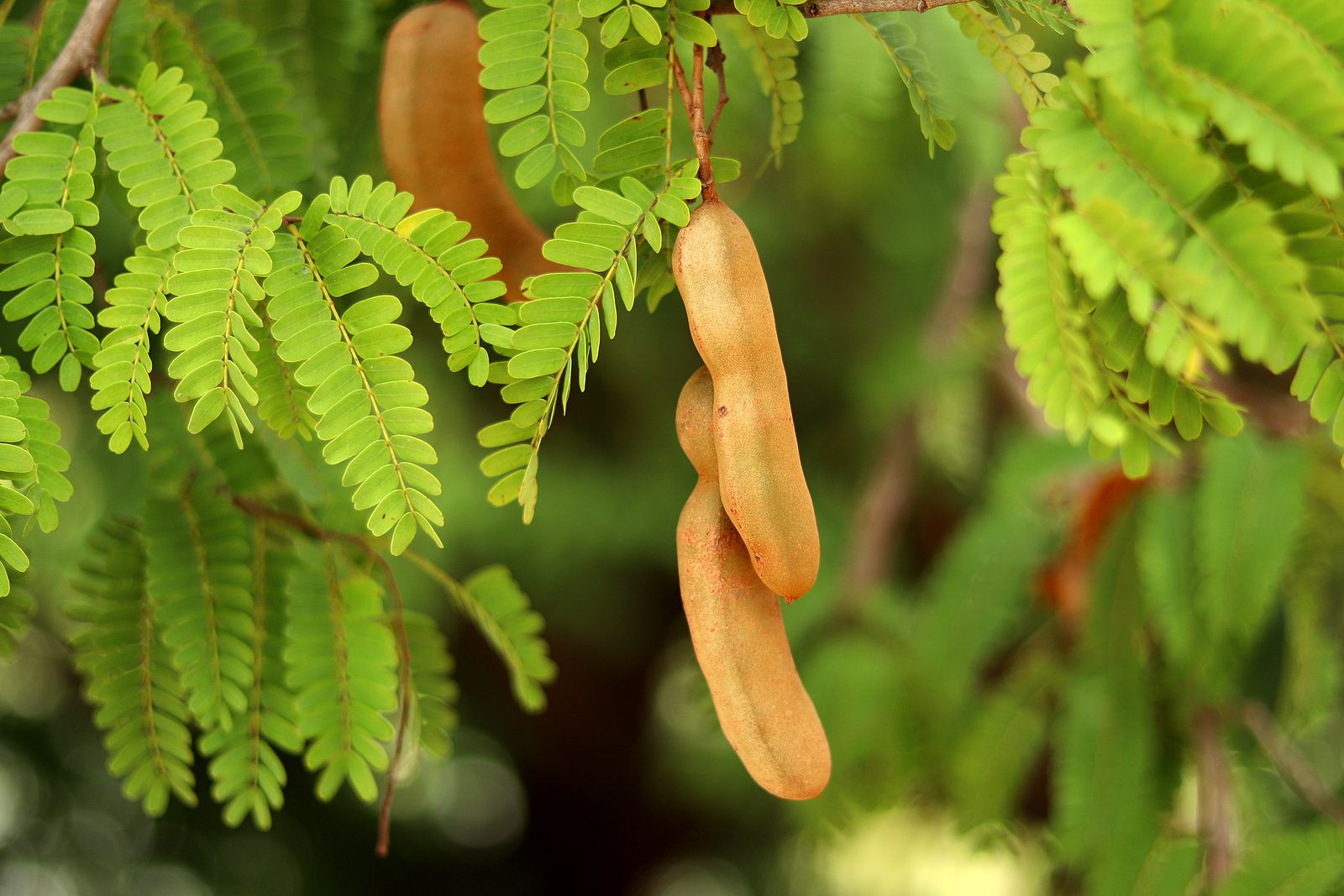 Tamarindo, una fruta exótica que te sorprenderá por sus beneficios