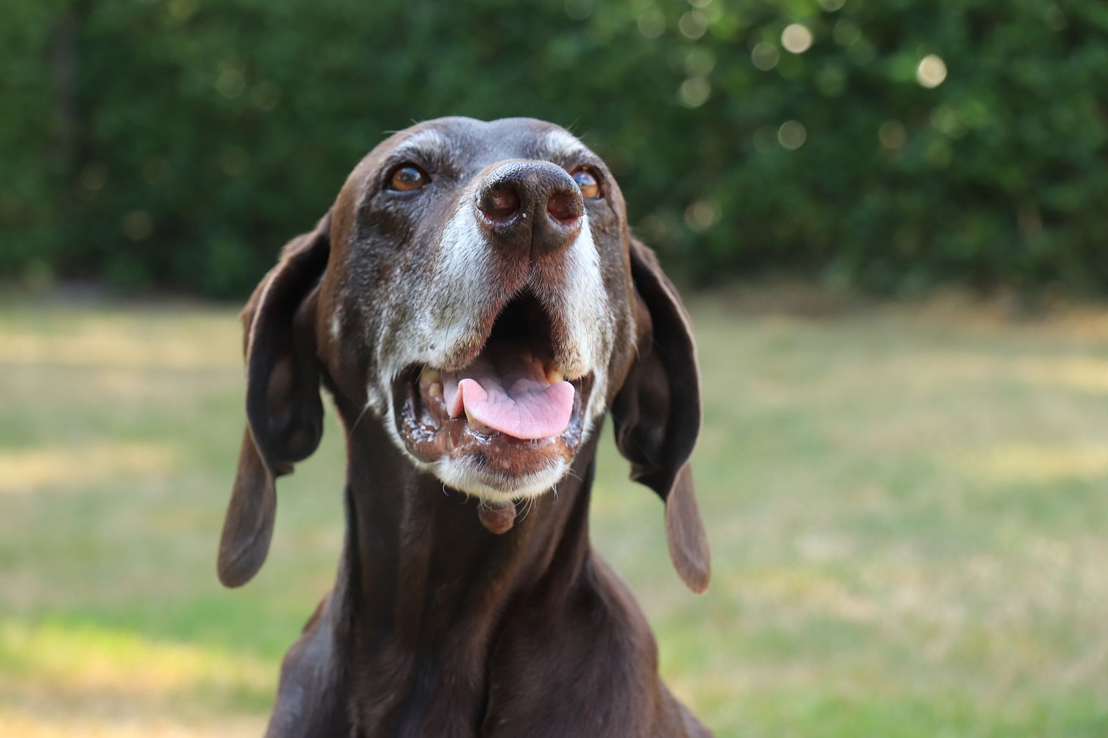 Cómo debemos adaptar la alimentación de nuestro perro al hacerse mayor