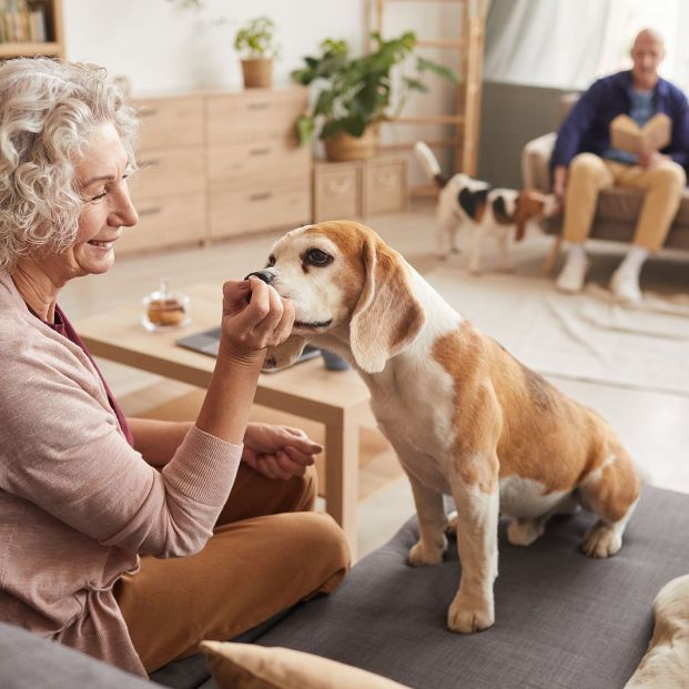 Cómo debemos adaptar la alimentación de nuestro perro al hacerse mayor