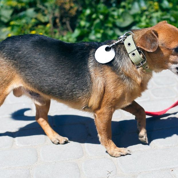 bigstock Volunteer Walking With Stray L 386195470