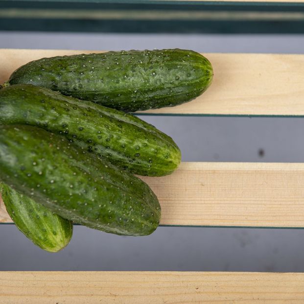 El pepino, bajo en calorías y rico en vitaminas Foto: bigstock 