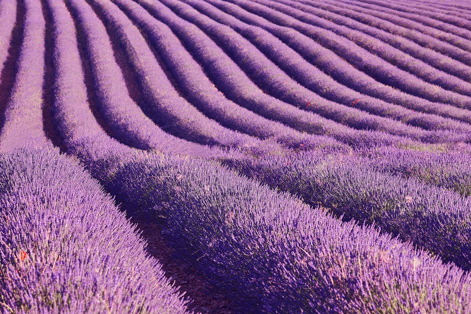 No te puedes perder Brihuega y sus campos de lavanda Foto: bigstock