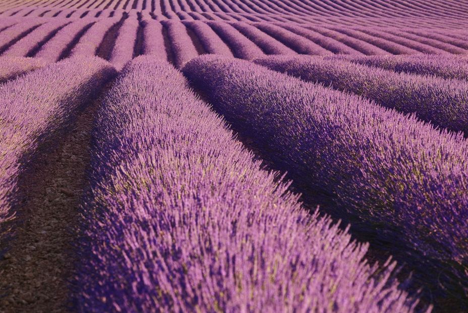 No te puedes perder Brihuega y sus campos de lavanda bigstock 