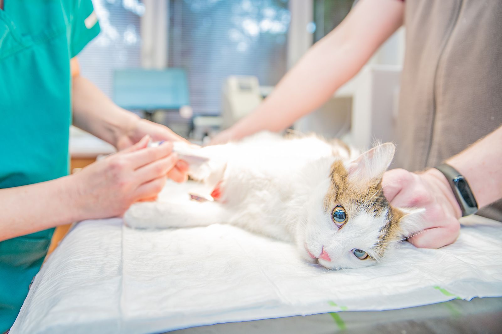 Las razones para esterilizar a tu mascota